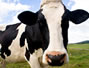 Sfaturi Regim - Tenia de vaca inclusa intr-o controversata dieta de slabit
