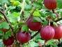 Sfaturi Fructe de padure - Agrisele ofera beneficii multiple pentru sanatate