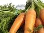 Sfaturi Cura de slabire - Prune si morcovi la dieta pentru un trup mai atragator!