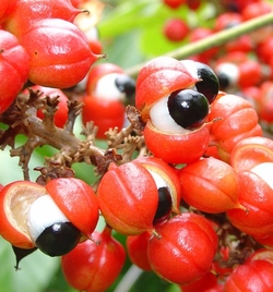 Guarana - o alternativa sanatoasa pentru bautorii de cafea