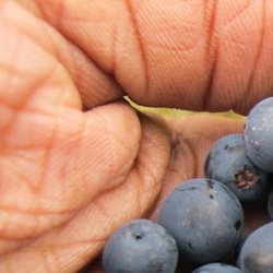 Cum sa introducem fructele de padure la dieta?
