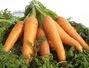 Sfaturi Alimentatie - Curiozitati despre morcovi