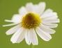 Sfaturi Iasomie - 7 flori cu care putem gati