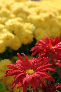 5 retete cu crizanteme