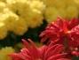 Sfaturi Briose cu crizanteme - 5 retete cu crizanteme