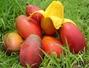 Sfaturi Mango fruct - Mango si sanatatea