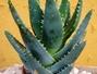 Sfaturi Aloe beneficii - Aloe vera si sanatatea