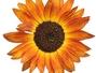 Sfaturi Seminte - Semintele de floarea-soarelui - sanatate naturala