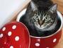 Sfaturi Mancare pentru pisici - Cum sa gatesti pentru pisica ta