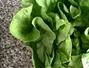 Sfaturi Dieta - Slabeste cu salata verde