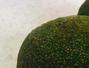 Sfaturi Cum se desface avocado - 5 sfaturi utile pentru avocado