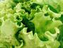 Sfaturi Salata verde - Sfaturi pentru gatit cu salata
