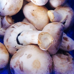 Greseli comune cand prepari ciupercile