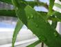 Sfaturi Aloe vera -  De ce sa cresti aloe vera