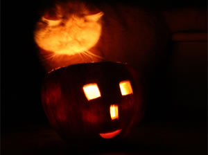 Poveste de Halloween: Cum a aparut pisica portocalie