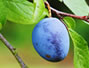 Sfaturi Calciu - Cura cu prune