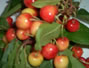 Sfaturi Coacaze - Beneficiile fructelor rosii