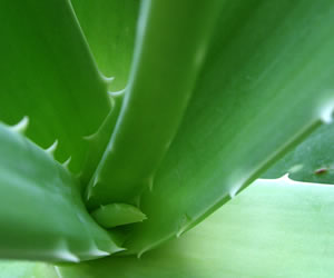 Aloe Vera - un ingredient util nu doar in alimentatie 