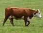 Sfaturi Carne - Antibioticele ar trebui folosite rar de catre crescatorii de animale
