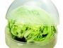 Sfaturi Decorix - Cum pastrezi salata proaspata