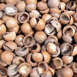 Nucile de macadamia sunt bogate in grasimi mononesaturate sanatoase