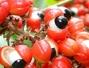 Sfaturi Cafea - Guarana - o alternativa sanatoasa pentru bautorii de cafea