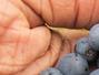 Sfaturi Afine - Cum sa introducem fructele de padure la dieta?