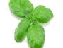 Sfaturi Ceapa verde - Cum sa gatim cu ajutorul condimentelor proaspete