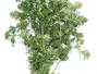 Sfaturi Coriandrul planta medicinala - Coriandrul - sanatate naturala