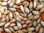 Sfaturi Ficat - Beneficiile semintelor de dovleac