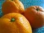 Sfaturi Coaja de clementine - Ce poti gati cu clementine