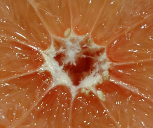 Grapefruit - inca un aliment util in dietele de slabire