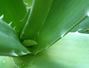 Sfaturi Crema - Aloe Vera - un ingredient util nu doar in alimentatie 