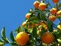 Retete Portocale - Spuma cu apa de flori de portocal